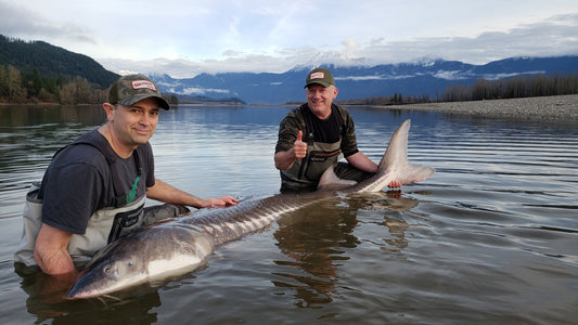 How does Salmon Fishing Compare with White Sturgeon Fishing?