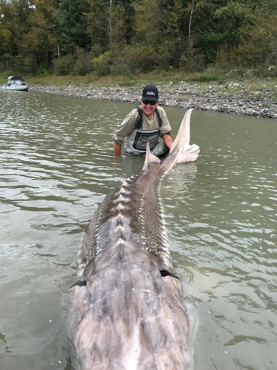 Fish of my life – Great White Sturgeon