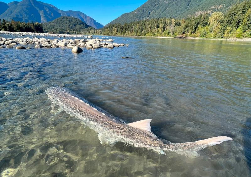 Sturgeon Fishing on the Fraser River