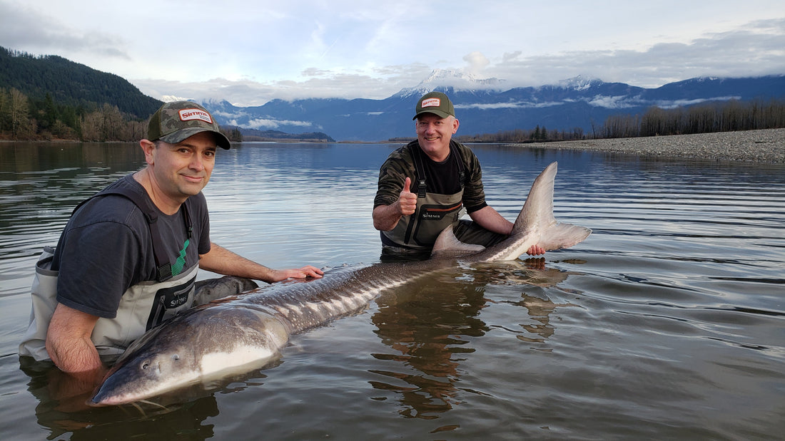 How does Salmon Fishing Compare with White Sturgeon Fishing?