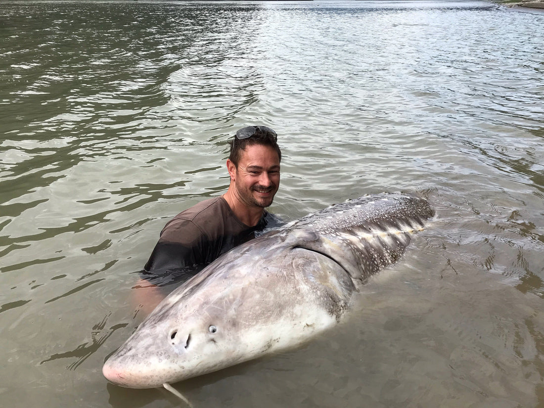 Why is the Fraser River White Sturgeon the Largest Freshwater Sport Fish in the World?