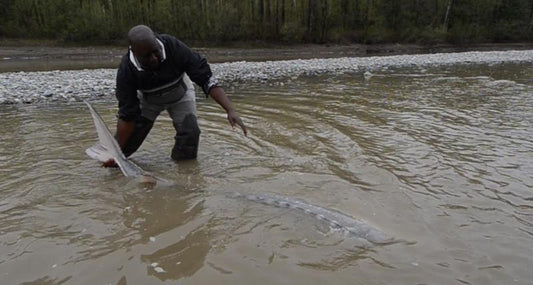 My Sturgeon Fishing Trip with Yves Bisson