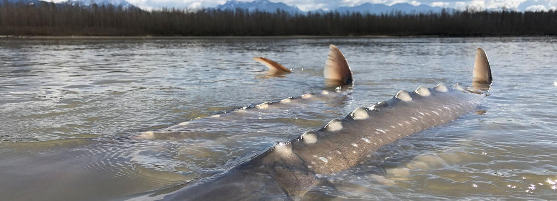 Great White Sturgeon Growth Rates