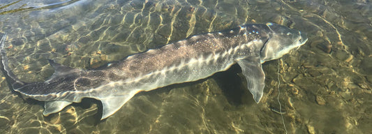 Winter Fraser River Sturgeon Fishing